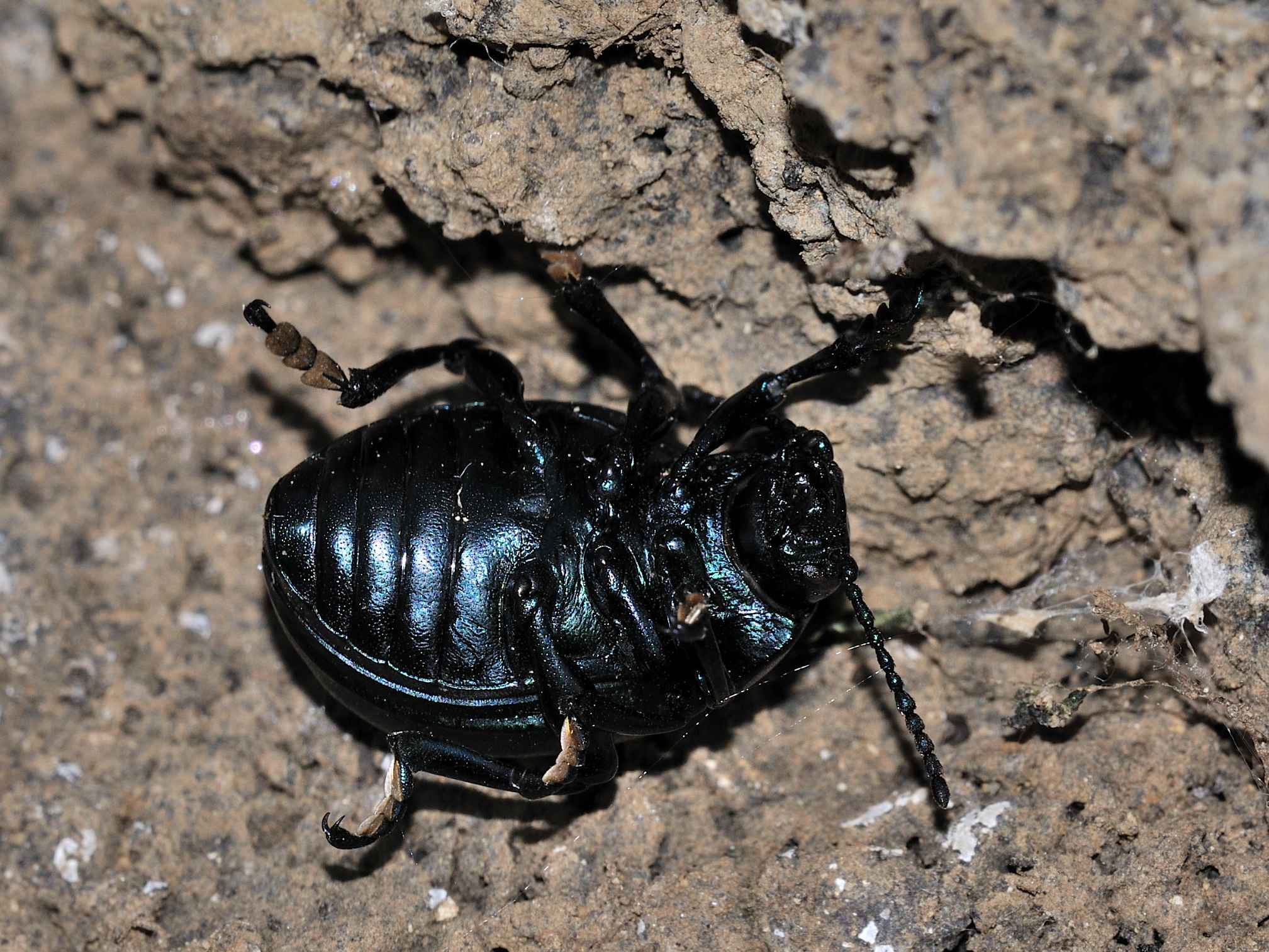 Chrysomelidae - Timarcha sp